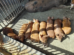 Porci duroc  - imagine 5