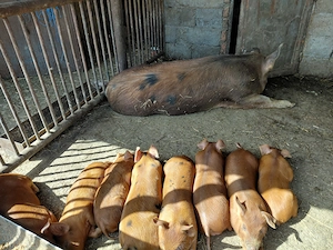 Porci duroc  - imagine 2