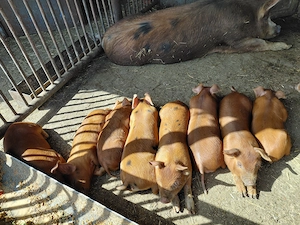Porci duroc 
