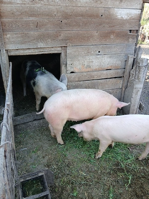 soldani de vinzare - imagine 2