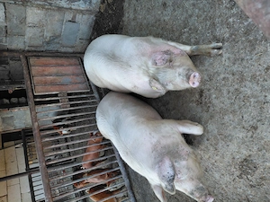 Porc landras de carne - imagine 3