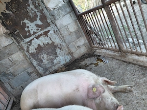 Porc landras de carne