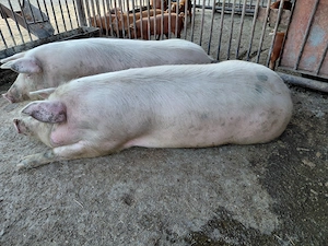 Porc landras de carne - imagine 2