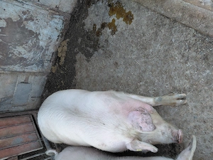 Porc landras de carne - imagine 4