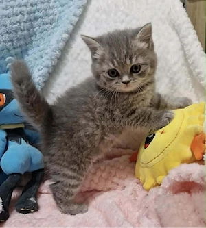 british shorthair  - imagine 3