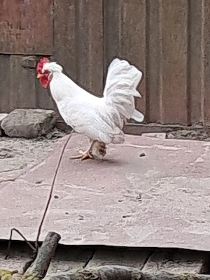 Gainusa pitica cu pui - imagine 2