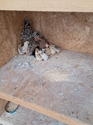 Gainusa pitica cu pui - imagine 3