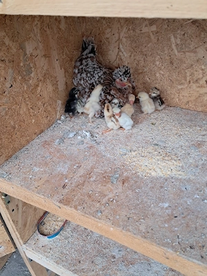 Gainusa pitica cu pui - imagine 4