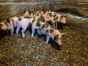 Purcei de 7 saptamani  - imagine 3