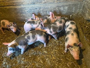 Purcei de 7 saptamani  - imagine 5