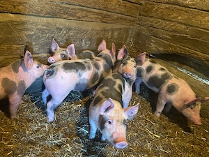 Purcei de 7 saptamani  - imagine 2