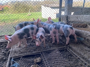 Purcei de 7 saptamani  - imagine 4