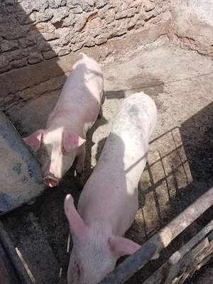 scrofite de vanzare  - imagine 3