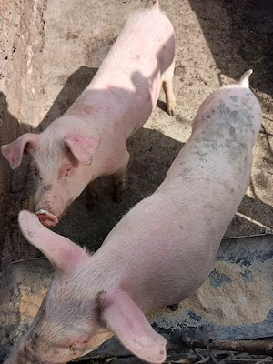 scrofite de vanzare  - imagine 2