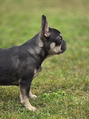 Bulldog buldog francez  - imagine 2