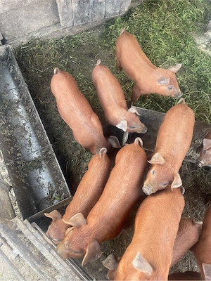 purcei de vânzare doroc 7săptămâni - imagine 2