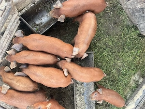 purcei de vânzare doroc 7săptămâni