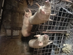 Porci de vînzare. - imagine 4