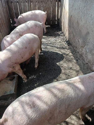porci de vânzare  - imagine 3
