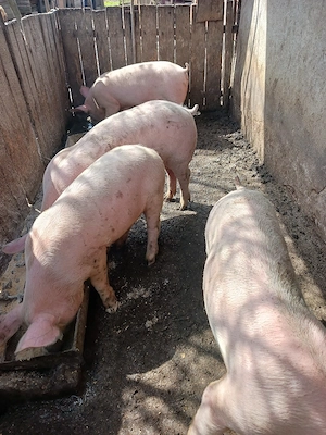 porci de vânzare  - imagine 2