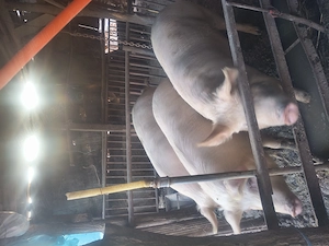 Porci de vînzare. - imagine 3