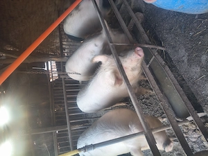 Porci de vînzare. - imagine 2