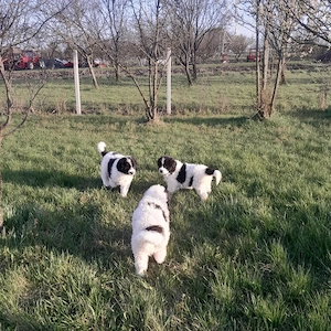 ciobănesc de bucovina 