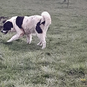 ciobănesc de bucovina  - imagine 4