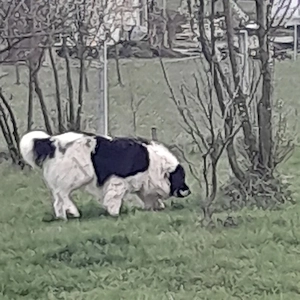 ciobănesc de bucovina  - imagine 3