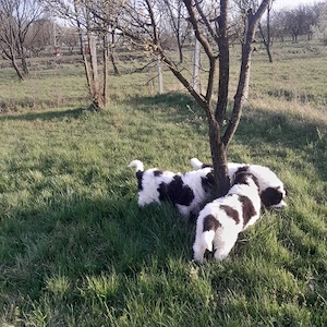 ciobănesc de bucovina  - imagine 2