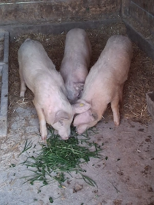 vând 3 masculi castraţi 35-40 kg - imagine 2