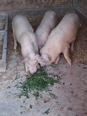 vând 3 masculi castraţi 35-40 kg