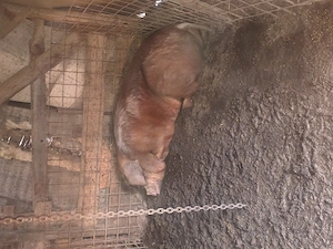 Porci de vînzare. - imagine 5