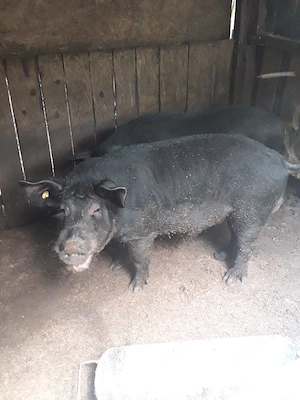 Vand urgent porc mistret(pata negra)