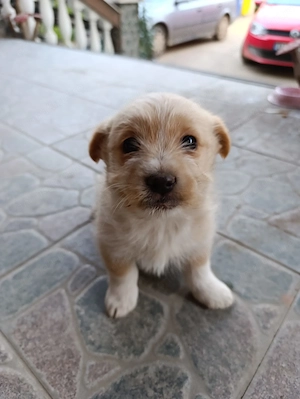 Catelusi jumatate Shih tzu de vanzare - imagine 2