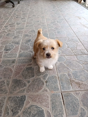 Catelusi jumatate Shih tzu de vanzare - imagine 3