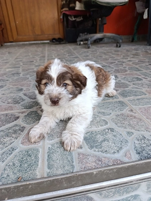 Catelusi jumatate Shih tzu de vanzare - imagine 4