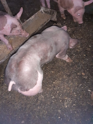 purcei pietrain  - imagine 4