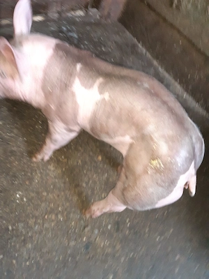 purcei pietrain  - imagine 3