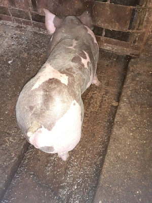 purcei pietrain  - imagine 5