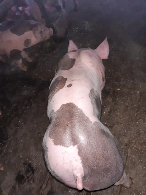 purcei pietrain  - imagine 2