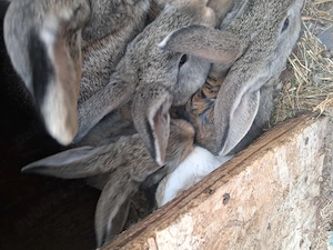 Vând pui de iepurași 