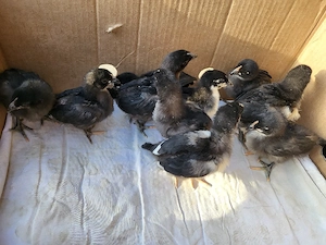 Pui australorp negru, o găină și un cocoș brahma  - imagine 3