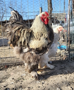 Pui australorp negru, o găină și un cocoș brahma 