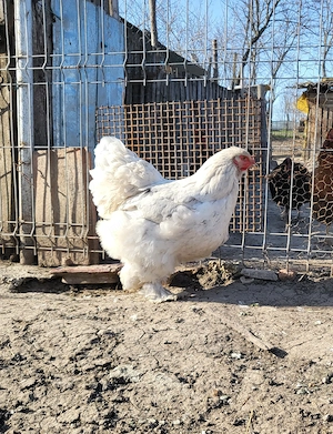 Pui australorp negru, o găină și un cocoș brahma  - imagine 2