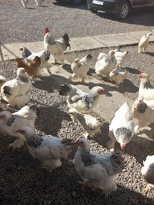 oua brahma herminat si gaini ,cocosi - imagine 4