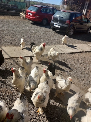 oua brahma herminat si gaini ,cocosi - imagine 3