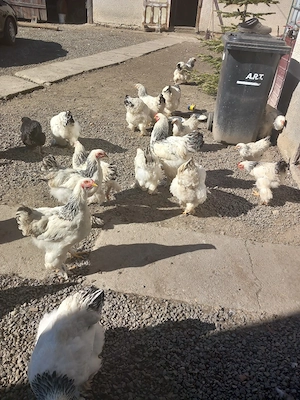 oua brahma herminat si gaini ,cocosi - imagine 5