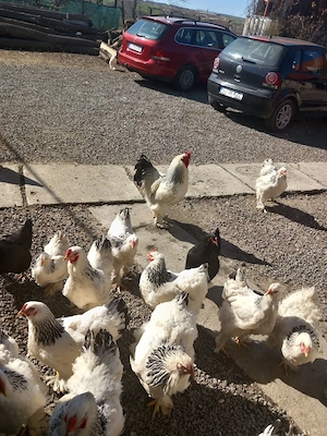 oua brahma herminat si gaini ,cocosi - imagine 2