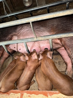 vieruti  scrofite purcei Duroc rasă pura, avem si alte rase calitate garanta - imagine 2